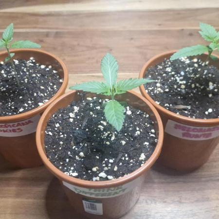 Dutch Passion Auto Grow (3 Plants)