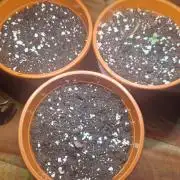 Dutch Passion Auto Grow (3 Plants)