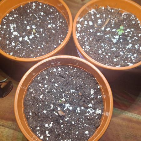 Dutch Passion Auto Grow (3 Plants)