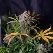 Two Shades of Dutch Passion