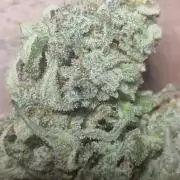 Auto Banana Blaze