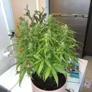 First budget grow