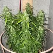 First budget grow