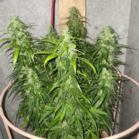 First budget grow