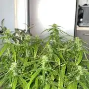 First budget grow