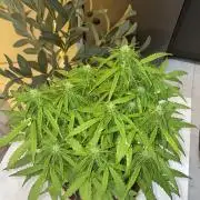 First budget grow