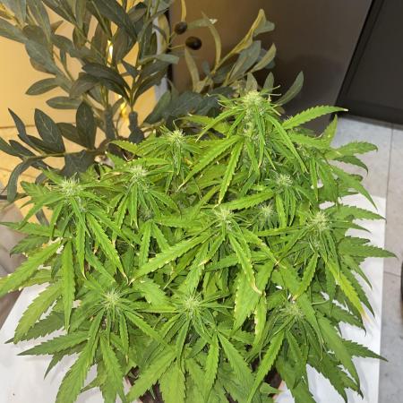 First budget grow