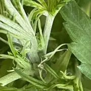 First budget grow