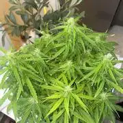 First budget grow