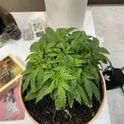 First budget grow