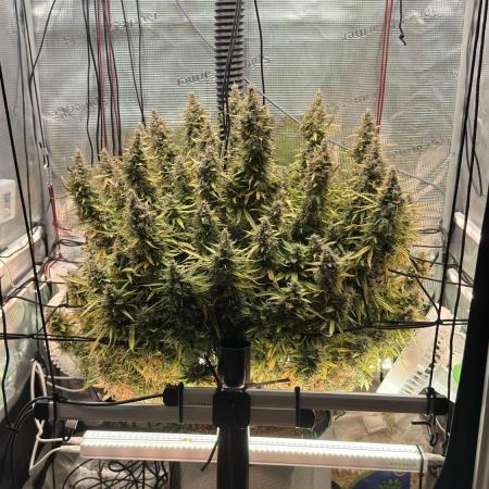 Humboldt Dream Autoflower