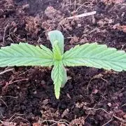 7 Skunks Genetics Planet Berry