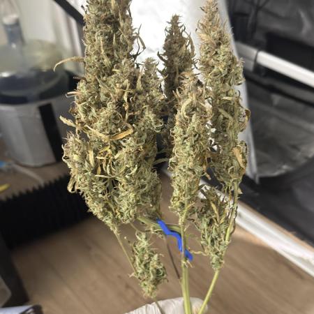 Humboldt Dream Autoflower