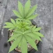 Blackberry Kush 26
