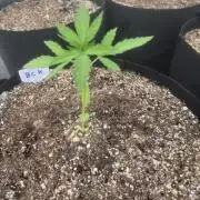 Blackberry Kush 26