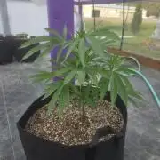 Super Boof clone