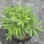 Cherry Pie 26