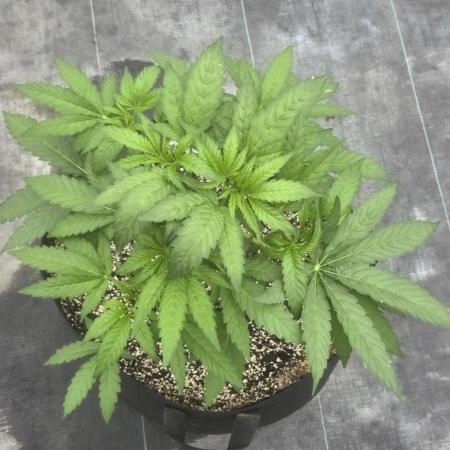 Cherry Pie 26