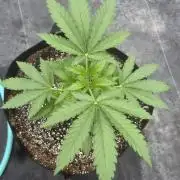 Tropicana Cookies 26