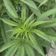 Super Boof clone