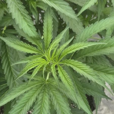 Super Boof clone