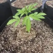 Cherry Pie 26