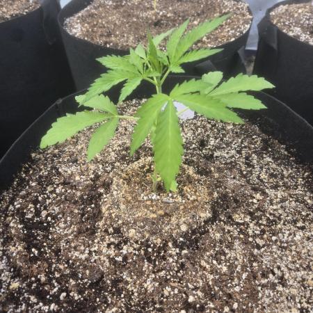 Cherry Pie 26