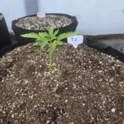 Tropicana Cookies 26