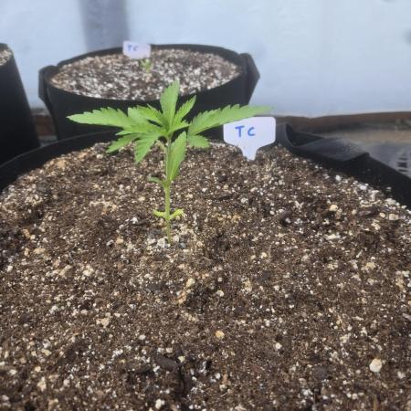 Tropicana Cookies 26