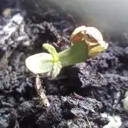 Auto Bruce Lemon Diesel