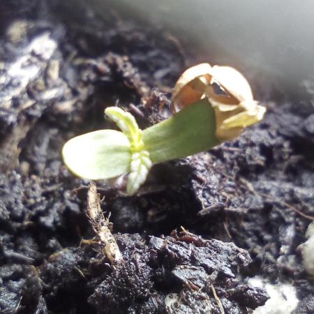 Auto Bruce Lemon Diesel