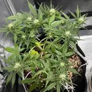 Auto Critical Orange Punch #1