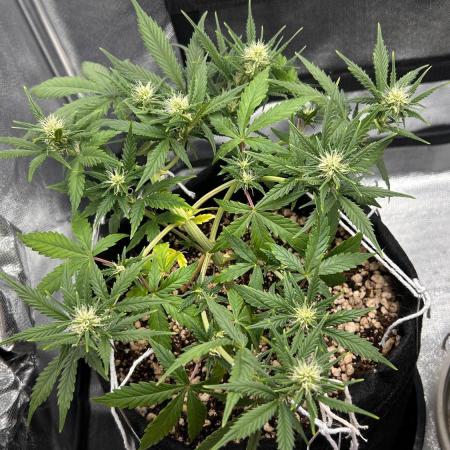 Auto Critical Orange Punch #1