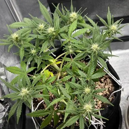 Auto Critical Orange Punch #1