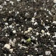 AUTO NORTHERN LIGHTS