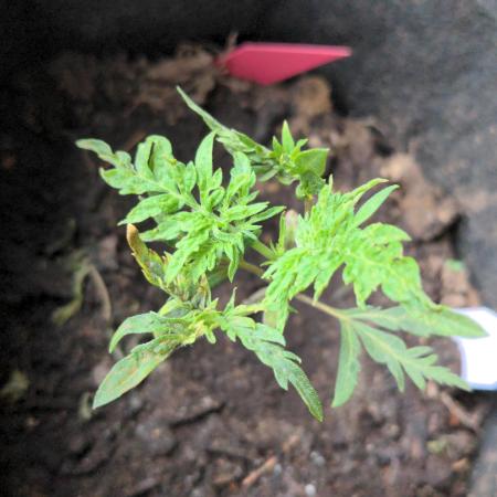 Frosty's Auto Freak