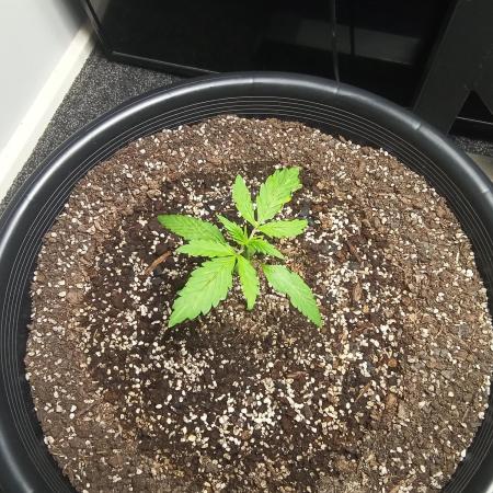Auto mango mints xl
