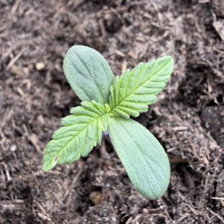 Automatics Grow Mai 2026