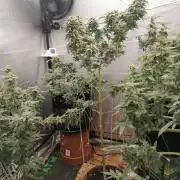 Grow principal
