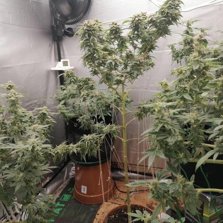 Grow principal