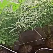 Seguimiento la bomba zurplepuch Bx1
