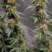 Weren't autoflowers small plants?