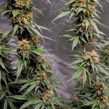 Weren't autoflowers small plants?