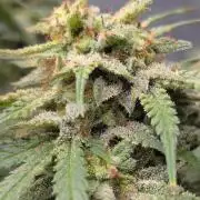 Do autoflowers have little ice?