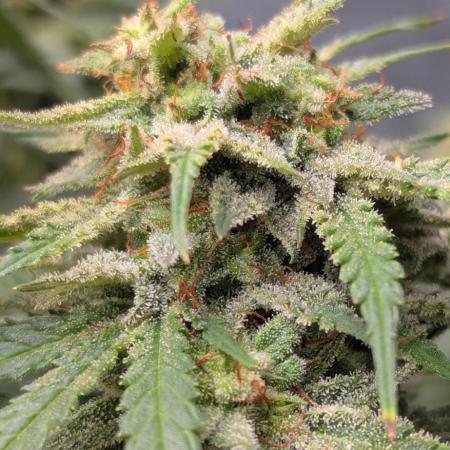 Do autoflowers have little ice?