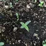 FastBuds FB32
