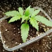 Gorilla Z Auto