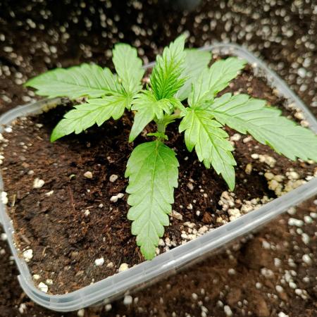 Gorilla Z Auto
