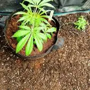 Pineapple Express