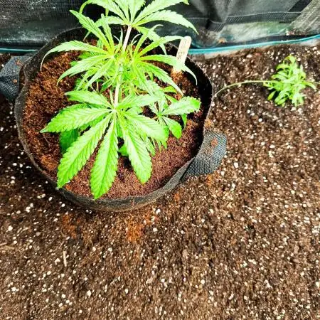 Pineapple Express